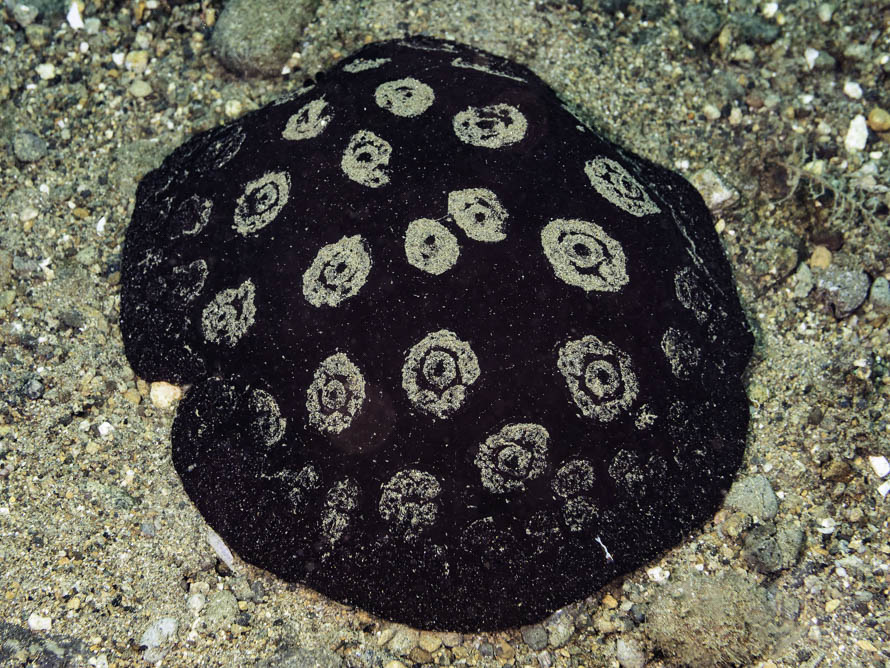 Pleurobranchus weberi